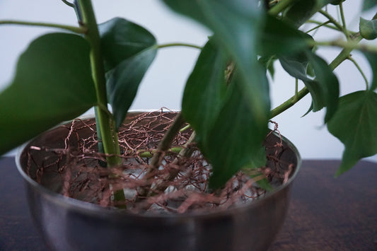 The Surprising Economics of Sustainable Flower Arranging: Smart Choices, Beautiful Results